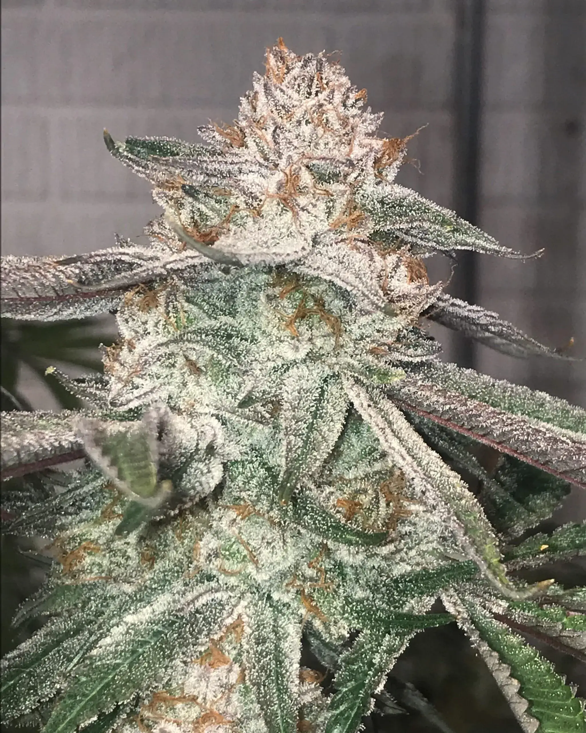 A jungle Diamonds é uma das genéticas com alto thc. Isso é visível até mesmo nas flores da planta, que são bem resinadas.