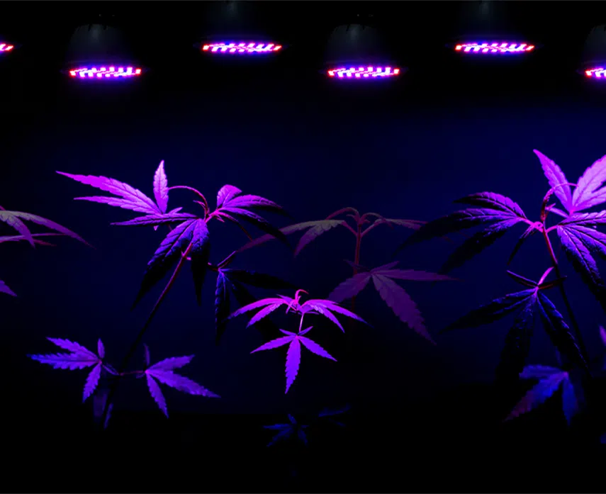 Folhas de maconha iluminadas por luzes azuis e vermelhas.